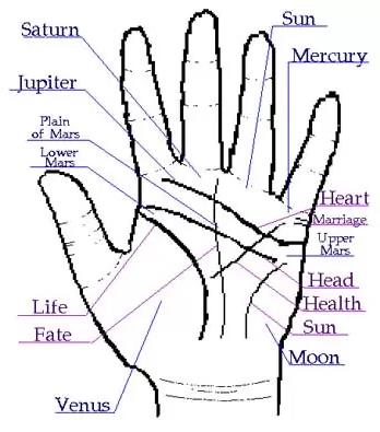 Illustration of a left hand palm with major lines